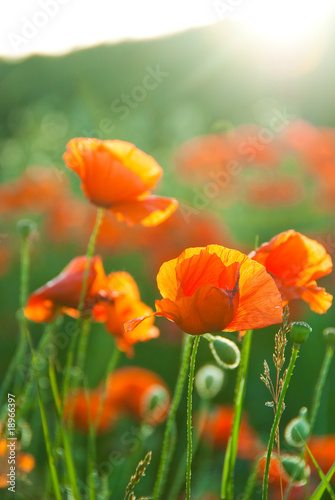 Poppy field in Crimea