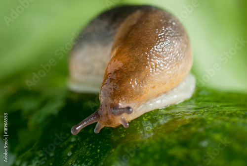 Slug creeps on a cucumber surface
