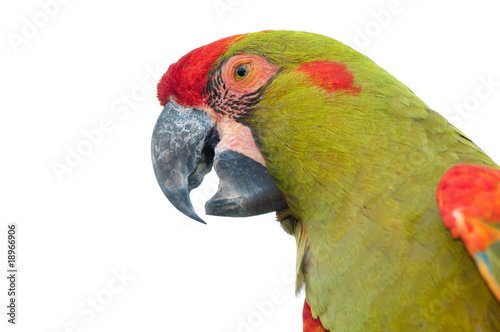 Red-fronted Macaw head closeup, isolated on white photo