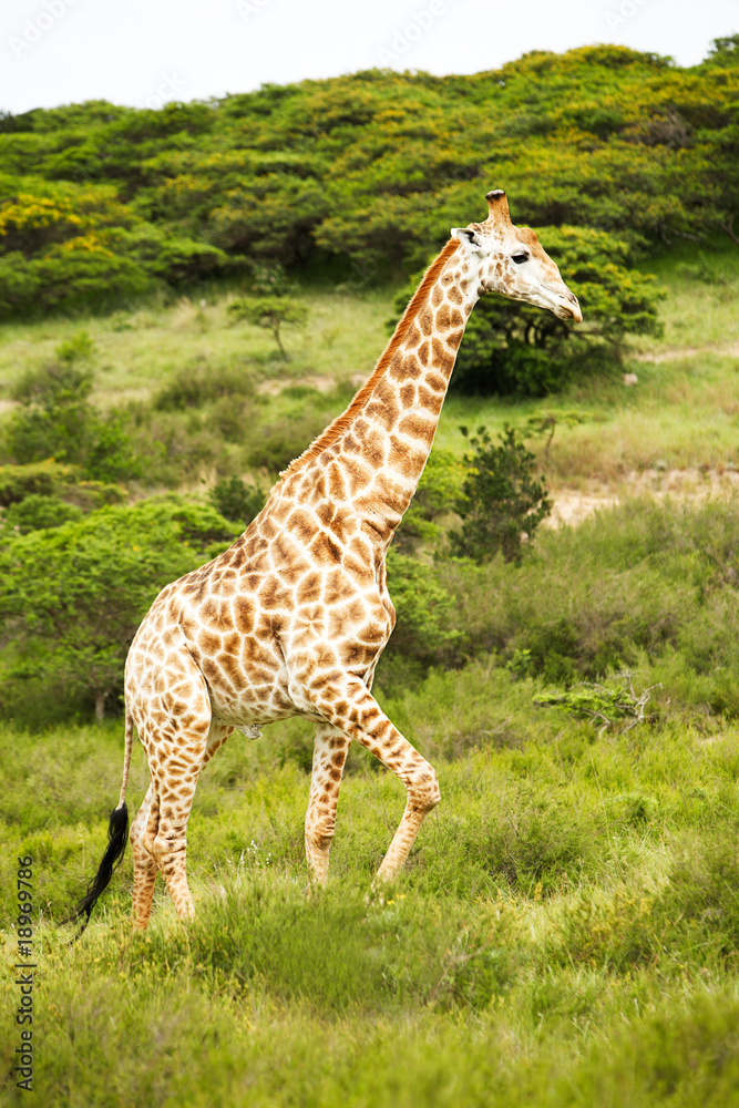 Fototapeta premium giraffe in savanna