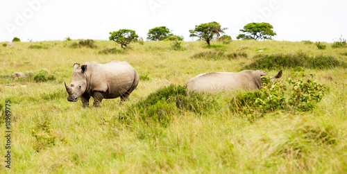 two rhinos in savanna