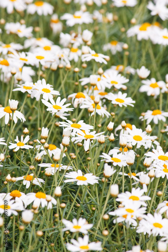 Field of daisy.