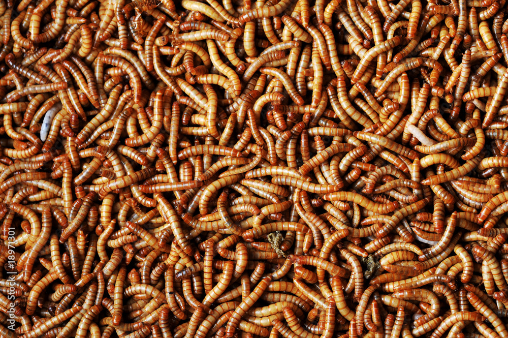 many  larvae