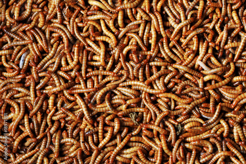 many larvae