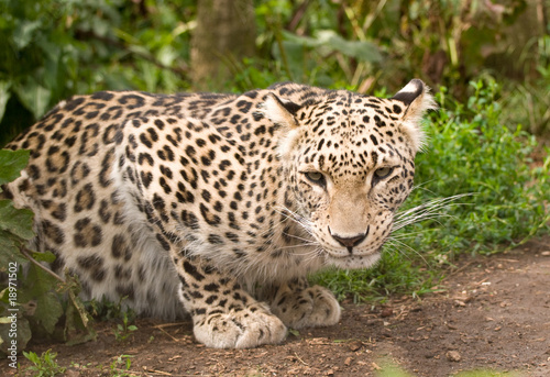 Persian Leopard © Andrea Poole