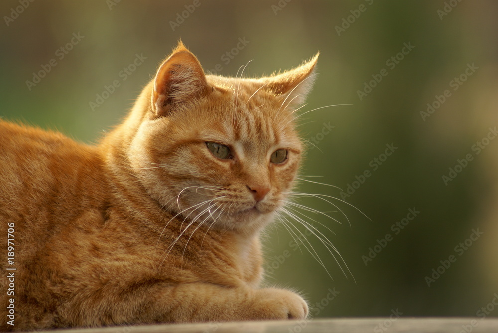chat européen roux tabby