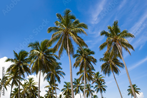 three palms on the beach island