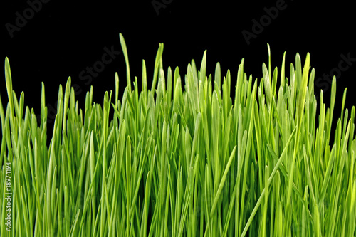 Close up of the green grass on black background