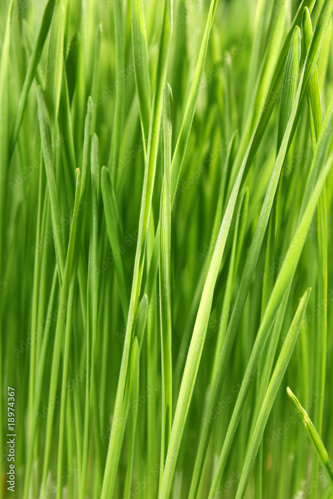Close up of the green grass