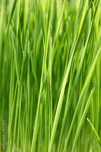 Close up of the green grass