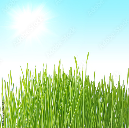 Close up of the green grass on blue background