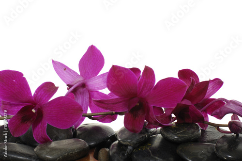 Close up of bloom orchids on massage stones