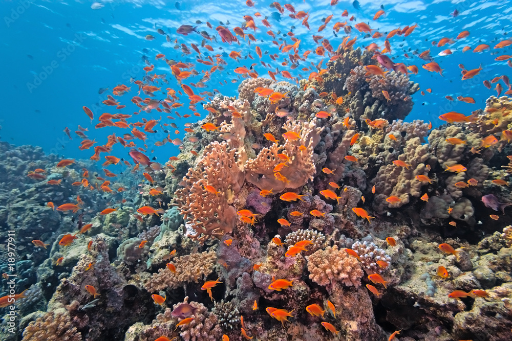 Shoal of anthial fish on the coral reef