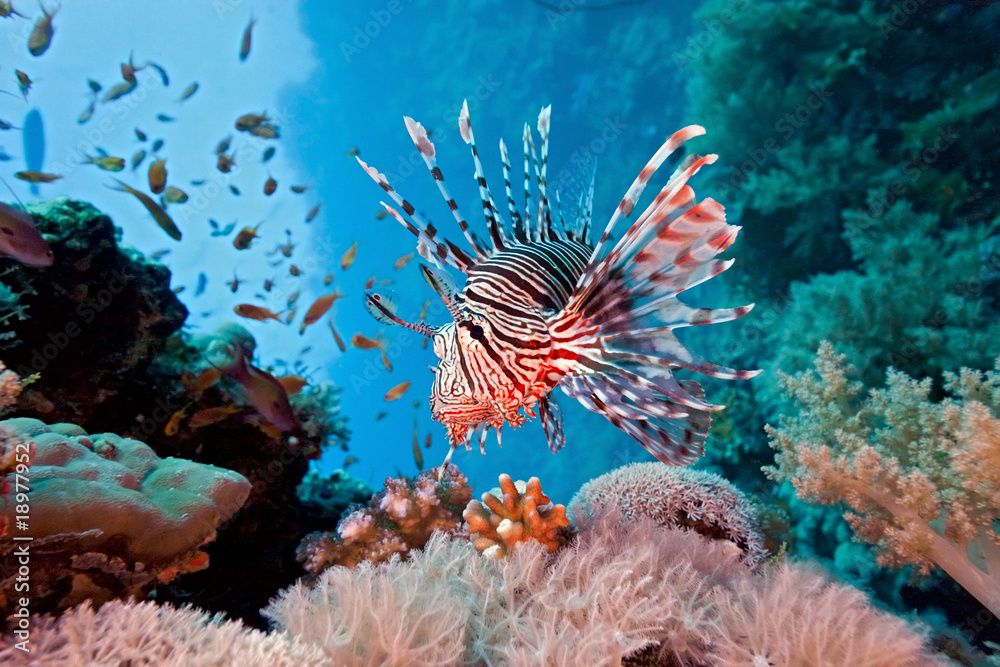 Fototapeta premium Lionfish on the coral reef