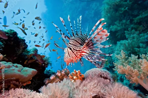 Obraz Lionfish on the coral reef