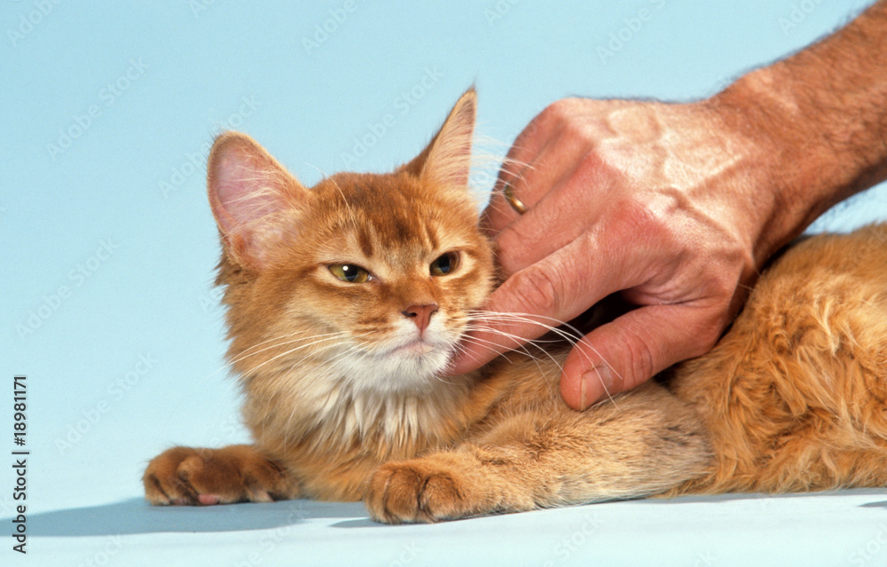 Chat Roux Qui Se Laisse Gratter Sur Le Cou Par Son Maitre Stock Photo Adobe Stock