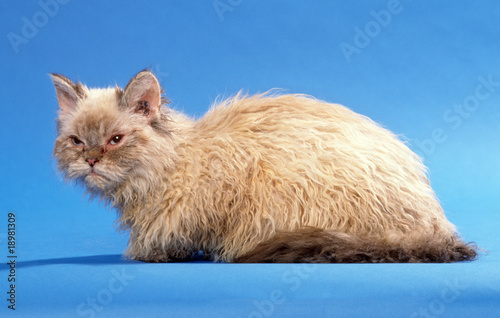 Obraz na plátně selkirk rex de profil, allongé,tapi par terre
