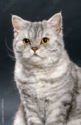 Schilderij op canvas portrait d'un beau selkirk rex argenté en studio