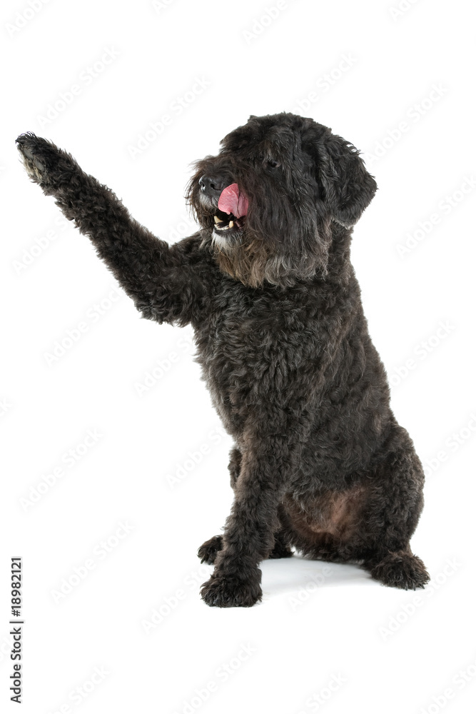 Black Bouvier des Flanders isolated on white