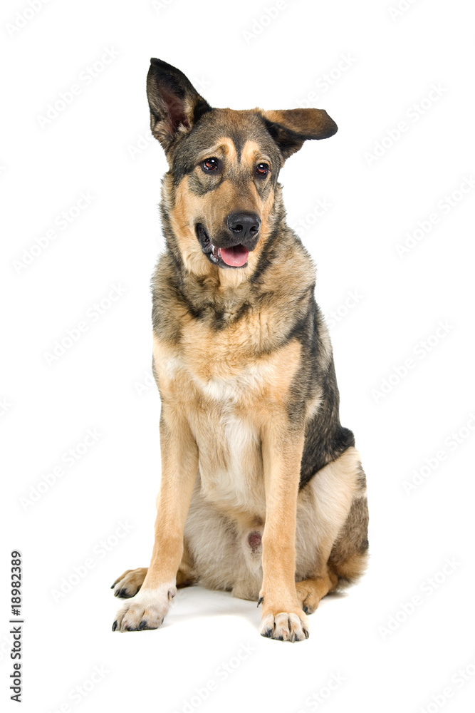 mixed breed dog isolated on a white background