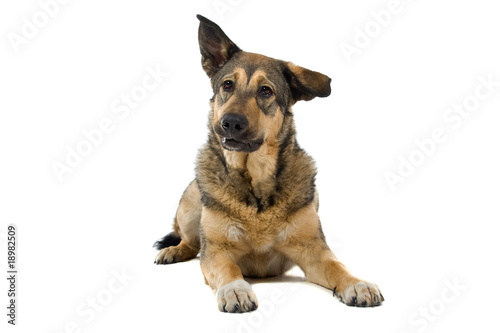 mixed breed dog isolated on a white background