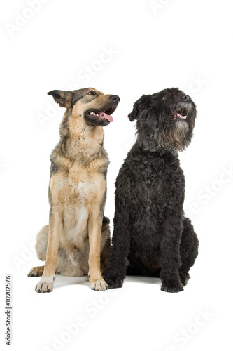 old Bouvier des Flandres dog and a mixed breed dog