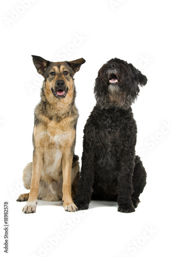 old Bouvier des Flandres dog and a mixed breed dog