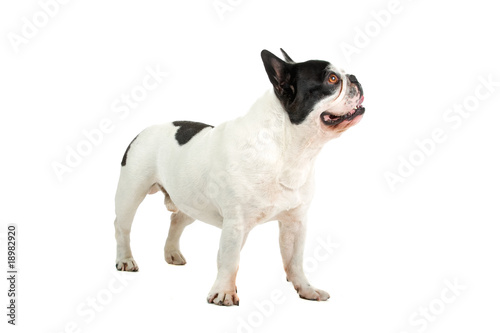 French Bulldog isolated on a white background