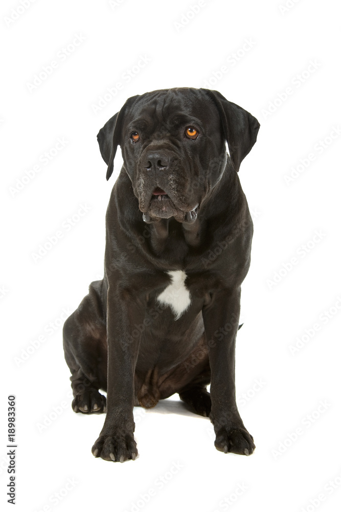 cane corso mastiff isolated on white