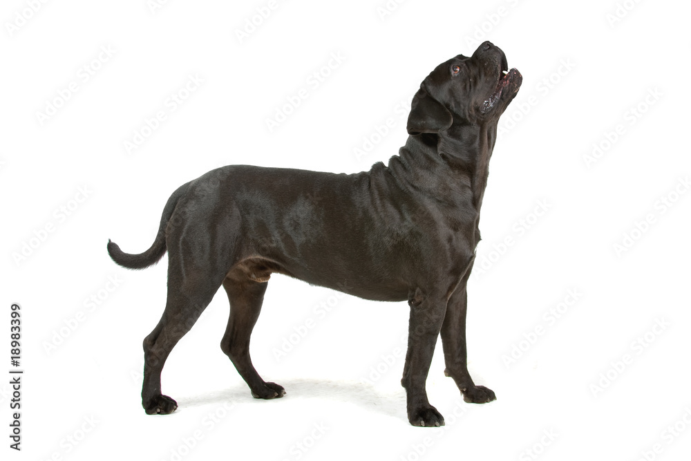 cane corso mastiff isolated on white cane corso mastiff isolated on white
