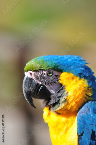 ルリコンゴウインコ