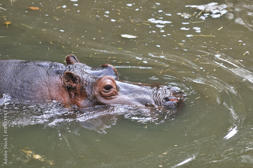 Fototapeta premium hippopotamus swiming in the pond