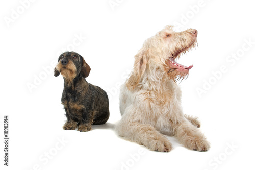 Wire-haired dachshund, "sausage dog" and a Spinone Italiano