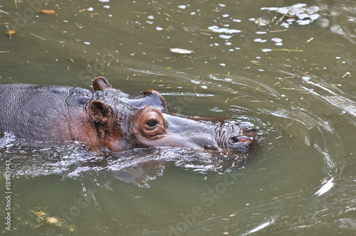 hippopotamus swiming in the pond