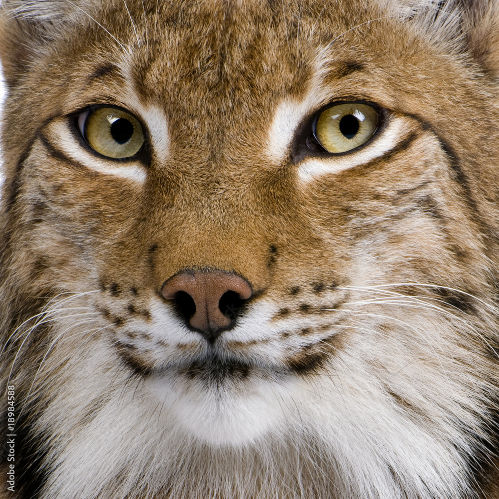 Fototapeta premium Close-up of Eurasian Lynx, Lynx lynx, 5 years old