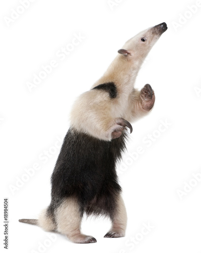 Collared Anteater standing in front of white background photo