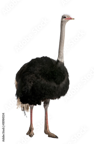 Portrait of male ostrich, standing against white background