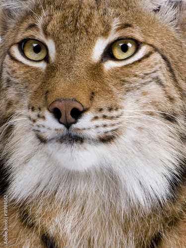 Close-up of Eurasian Lynx, Lynx lynx, 5 years old