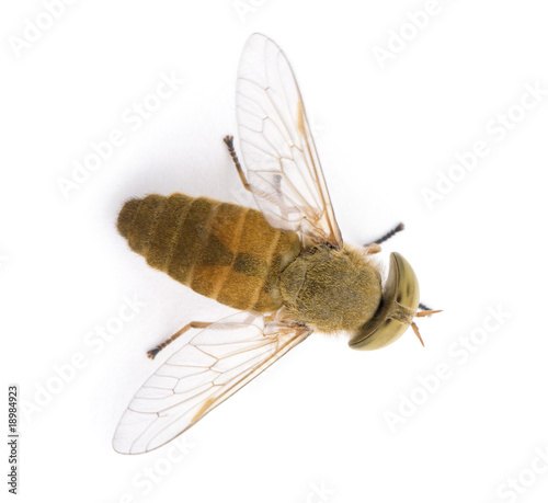 Horse-fly, Atylotus rusticus, against white background