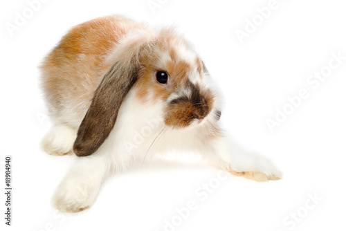 Brown lop-eared rabbit