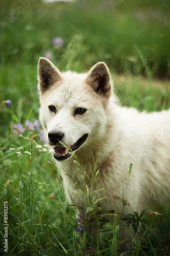 cute white dog in grass