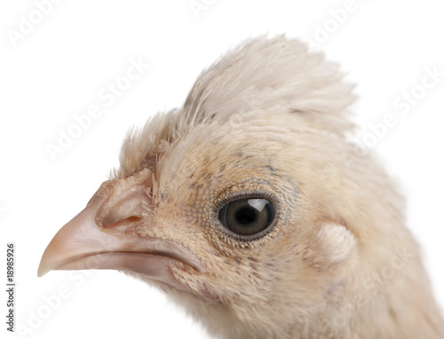 Close-up of Polish Chicken, in front of white background