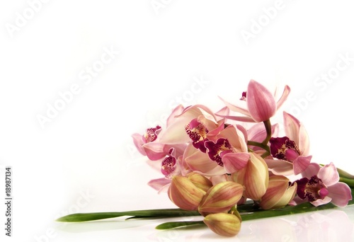 Wallpaper Mural Beautiful bunch of pink orchid lying on white background Torontodigital.ca