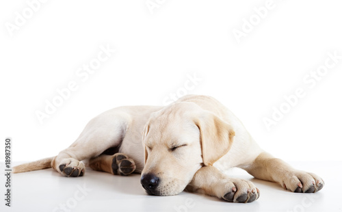 Cute labrador dog