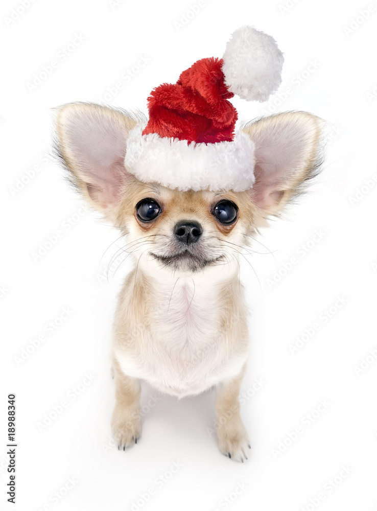 cute Chihuahua puppy with Santa hat