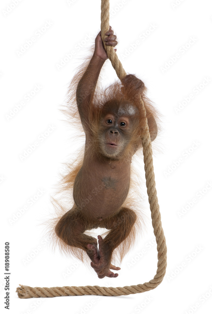 Naklejka premium Sumatran Orangutan, hanging from rope against white background
