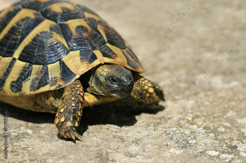 Schildkröte © swa182
