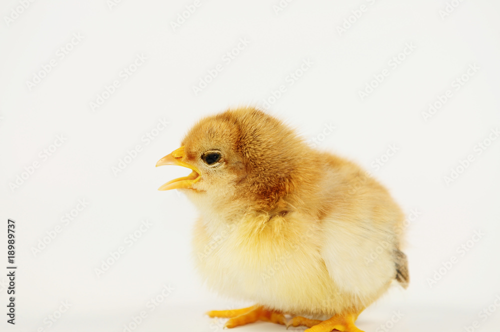 Obraz premium Küken