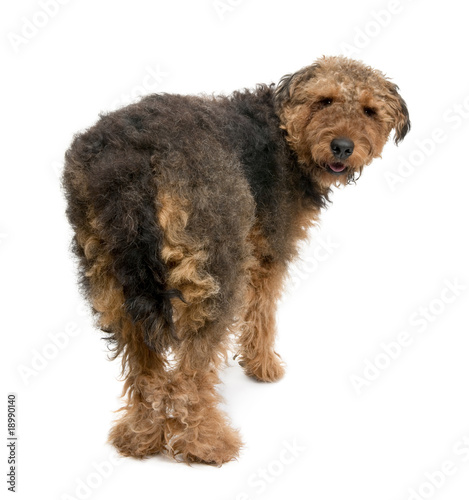 Rear view of Airedale dog, in front of a white background