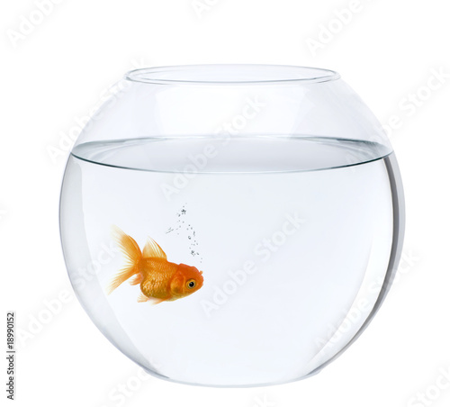 Goldfish in fish bowl, in front of white background, studio shot